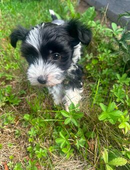 Süße Chinese Crested Welpe sucht als letzte ihr Traum Zuhause - Seßlach