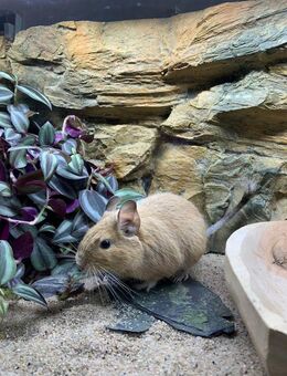 Süße Degu Jungtiere in verschiedenen Farben zur Abgabe - München
