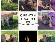 QUENTIN & DALMA PP suchen Körbchen - Neustadt (Rübenberge)