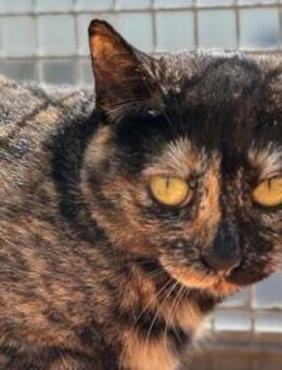 Mia wünscht sich ein ruhiges Plätzchen - Untergruppenbach