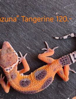 Leopardgecko weibchen - Winterthur