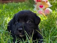 7 süße Aussiedor-Mix Welpen suchen liebevolles Zuhause 🐶❤️ - Aiglsbach