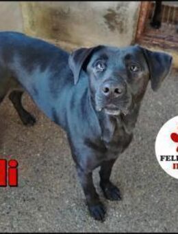 liebe Labrador Hündin Lili sucht.... - Margetshöchheim