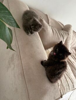 Ragdoll Kätzchen BKH Edel Mix - München Aubing-Lochhausen-Langwied