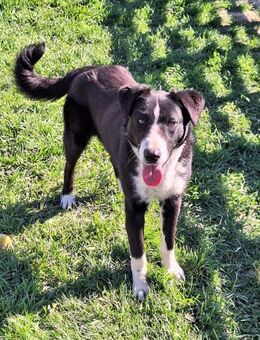 Herzbube Louis sucht... (E) - Ludwigshafen (Rhein)