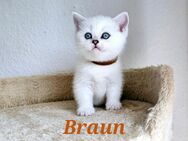 BKH kitten mit schönen blauen Augen - Detmold