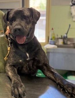 Talis - menschenbezogen und verträglich - Lich