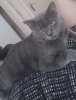 Simba sucht zu Hause für immer - Krefeld