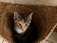 Britisch Kurzhaar Mix Kitten suchen liebevolles und dauerhaftes Zuhause - Fuchsmühl