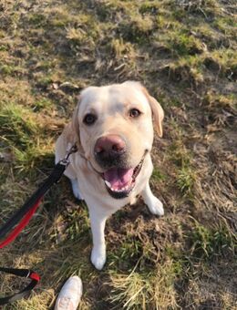 Liebevoller Labrador Retriever (3 Jahre) sucht Für-immer-Zuhause - Hannover Ahlem-Badenstedt-Davemstedt