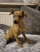 Zwergpinscher Welpe in 60306