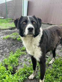 Flynn- wer hat ihn lieb? - Nürnberg