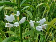 Samen Gelenkblume weiß, Staude, Aussaat Herbst, viele weitere Sorten - Norderstedt