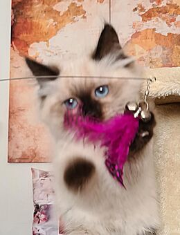 Neva Masquarade Katze mit Stammbaum Sibirische Katze - Karstädt (Brandenburg)
