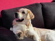 Deckrüde Golden Retriever - Menteroda
