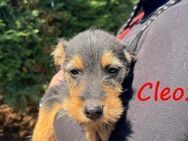 Cleo2 freundliche kl Welpin10.12.24 GRC - Ruppertsecken