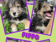 Hübscher Pippo sucht sein Glück! - Nürnberg