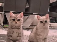 Hübsche BKH Kitten - Kassel