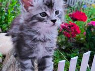 Noch ein Reinrassiges Maine coon Mädchen sucht ihre Familie - Hohenroda