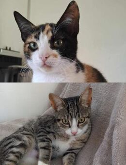 Tinkerbell & Morle suchen DICH! - Walluf