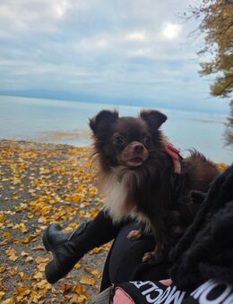 Chihuaha Rüde Teddy Schoko - Betzenweiler