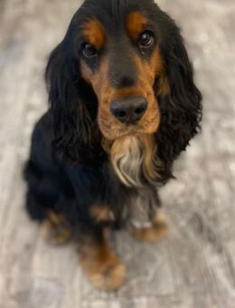 Cocker Spaniel Rüde, 4 Jahre alt, sehr lieb abzugeben - Bonn Heiderhof