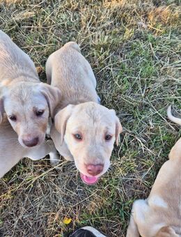 Tolle und süße Labradorwelpen abzugeben - Hünfelden