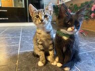 Drei kitten suchen ab sofort ein Zuhause - Gladbeck