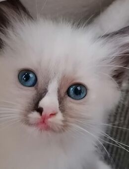 Zuckersüße Ragdoll/Heilige Birma Kitten abzugeben - Sinntal