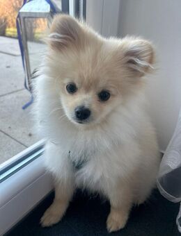 Zwergspitz kleiner Prinz Coco - Geretsried