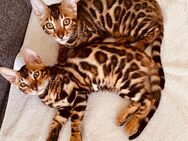 Wunderschöne bengal kitten - Neuss