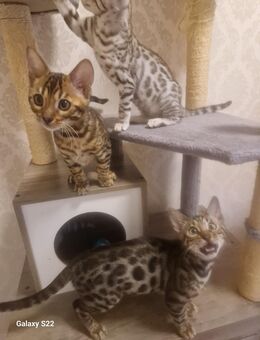 Bengal Kitten geboren - Hamburg