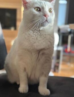 Gusti Weißer Traumkater mit großem 💚 - Benediktbeuern