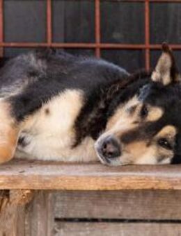 Abigail -menschenbezogen aber schüchtern - Willich