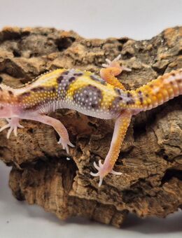 Super süße Leopardgeckos 2025 super Zahm - Jüchen