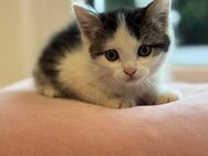 Zuckersüße Katerchen abzugeben ~Abgabe ab sofort - Heilbronn