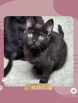 Kater Harald möchte Dein Herz erobern - Lalendorf