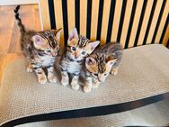 Reinrassige Bengal Kitten FiFe - Alpirsbach