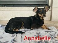 ANNABELLE ❤ wartet in 36039 Fulda - Langenhagen