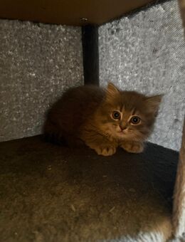 Babykatzen suchen ein nettes Zuhause… - Möckmühl
