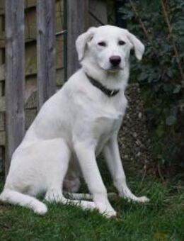 Ciccio möchte Ihr treuer Begleiter sein - Neuss