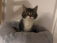 Maine coon kitten - Essen