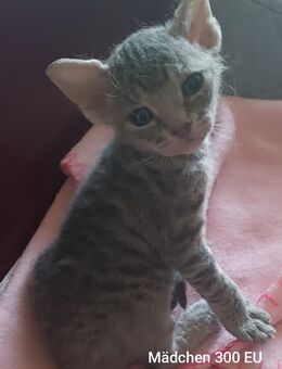 Kitten an Katzen Liebhaber abzugeben - Hannover