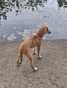Hunde Welpe sucht ein Zuhause - Berlin Marzahn-Hellersdorf