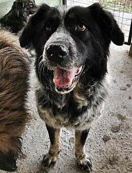 Ruby, lieb und gutmütig - Bonndorf (Schwarzwald)