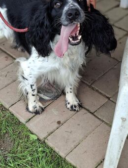 Beppe dellalta merse - Familienhund - Würzburg