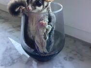 Sugar Glider Gruppe und komplettes Anfänger-Paket zu verkaufen - Eppelheim