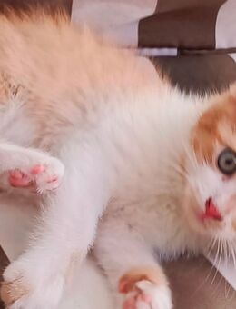 3x Kitten Mix EKH und BKH - Wendelstein