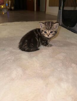 BKH KITTEN - Delmenhorst