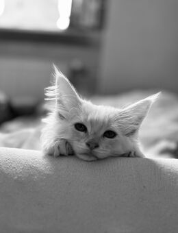 Reinrassige Arttypische Maine Coon Kitten Katzen Weibchen XXL Schneetieger - Saarbrücken